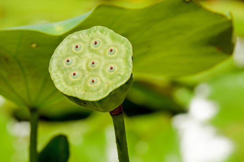 Loving-Kindness Meditation